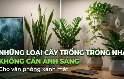 Những loại cây trồng trong nhà không cần ánh sáng cho văn phòng xanh mát