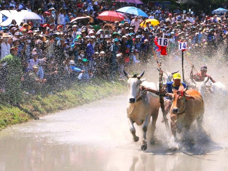 Lễ hội đua bò Bảy Núi