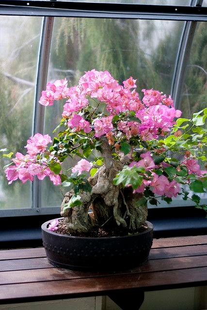 cây hoa giấy mini