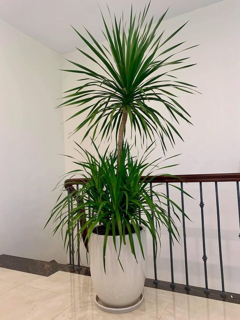 cây phát tài núi