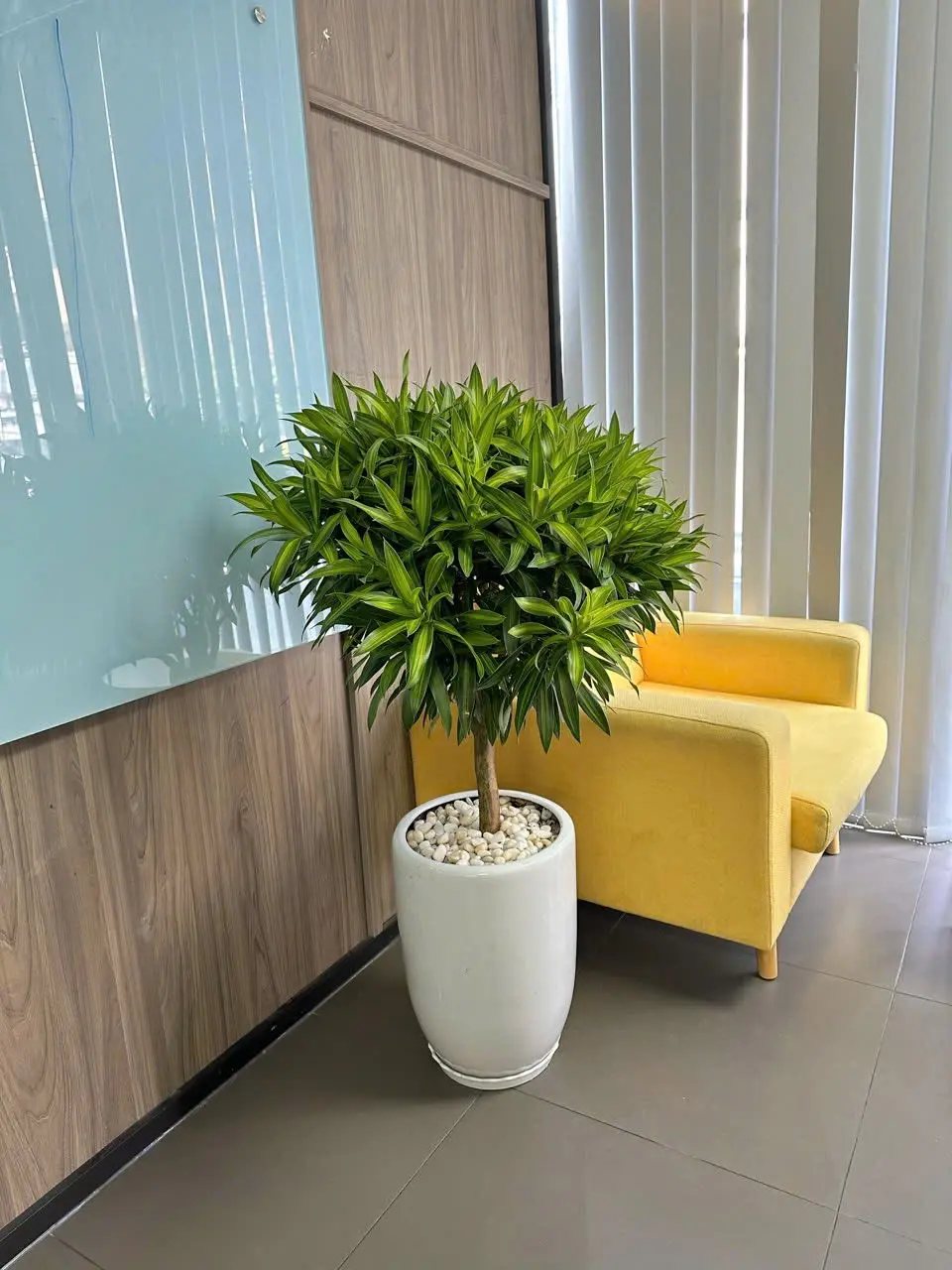 cây trúc bách hợp