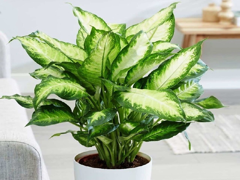 cây vạn niên thanh